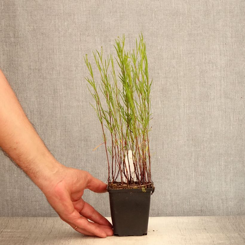 Esemplare di Coreopsis Limerock Passion Vasetto da 8/9 cm consegnato in estate