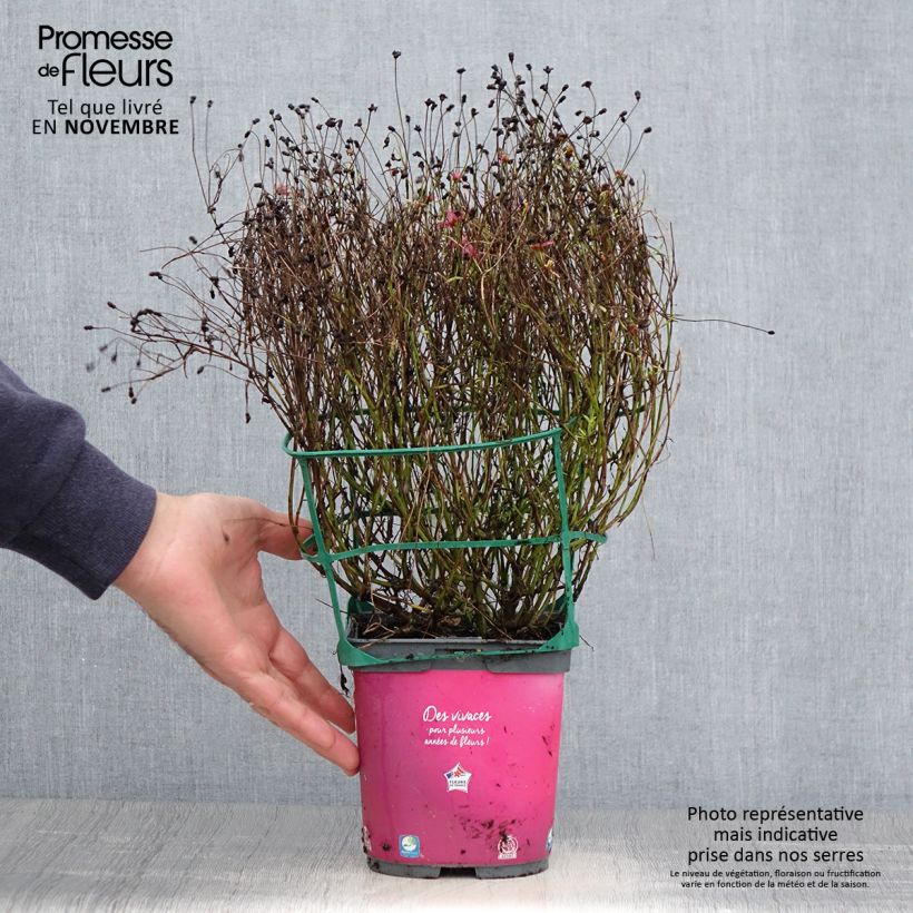 Esemplare di Coreopsis Limerock Passion Vaso da 2L/3L come consegnato in autunno