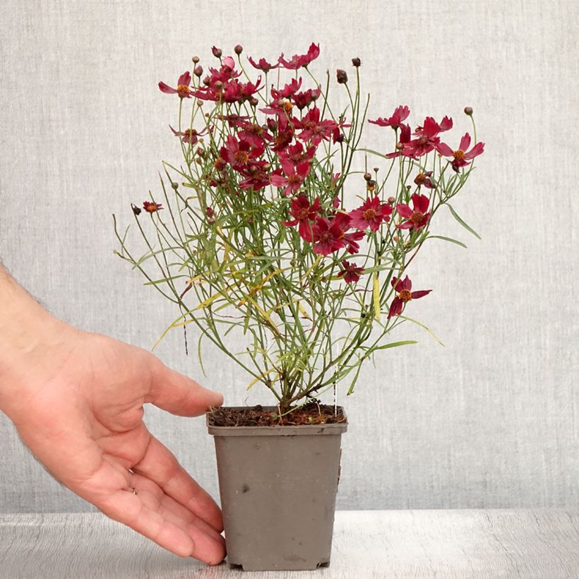 Esemplare di Coreopsis Limerock ruby Vasetto da 8/9 cm consegnato in estate