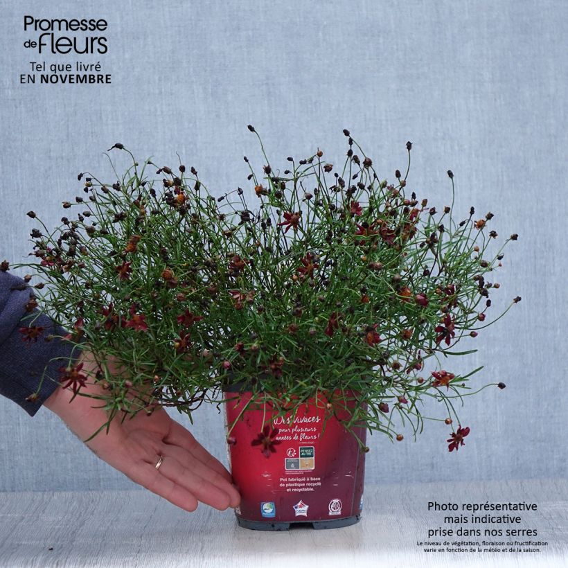 Esemplare di Coreopsis Limerock ruby Vaso da 2L/3L come consegnato in autunno