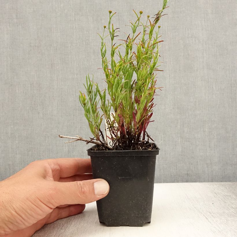 Esemplare di Coreopsis Madras Magic Vasetto da 8/9 cm consegnato in estate