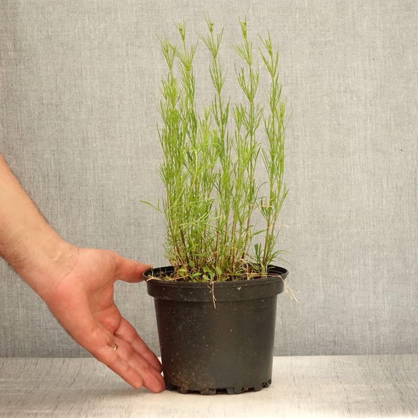 Esemplare di Coreopsis verticilliata Red Satin Vaso da 2L/3L consegnato in estate
