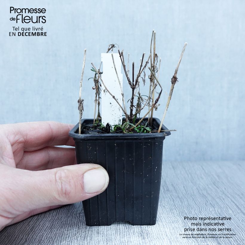 Esemplare di Coreopsis Nana Vasetto da 8/9 cm come consegnato in autunno