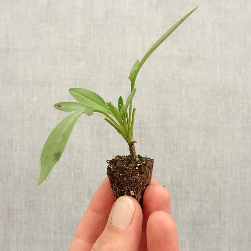 Coreopsis Uptick Cream Mini-motte 3 cm esemplare consegnato in primavera