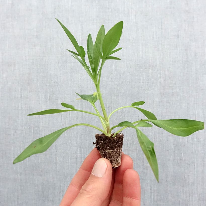 Coreopsis Uptick Red Mini-motte Ø 3/4 cm esemplare consegnato in primavera