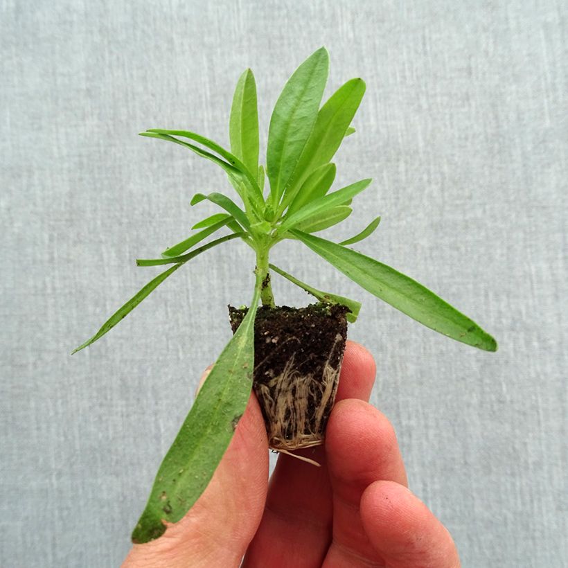 Coreopsis Uptick Yellow and Red mini zolla... esemplare consegnato in primavera