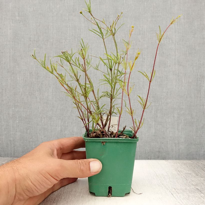 Esemplare di Coreopsis verticillata Sunbeam Vasetto da 8/9 cm consegnato in estate