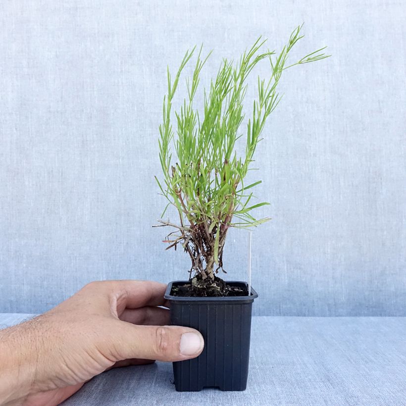 Esemplare di Coreopsis verticillata Bengal Tiger Vasetto da 8/9 cm consegnato in estate