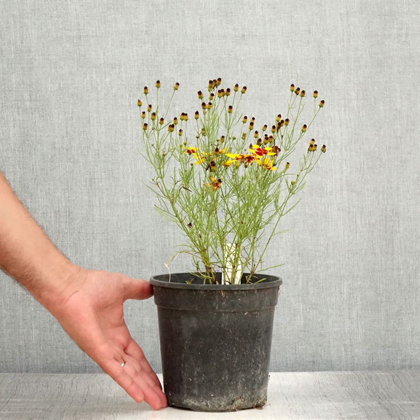 Esemplare di Coreopsis verticillata S&S Curry Up Vaso da 2L/3L consegnato in estate