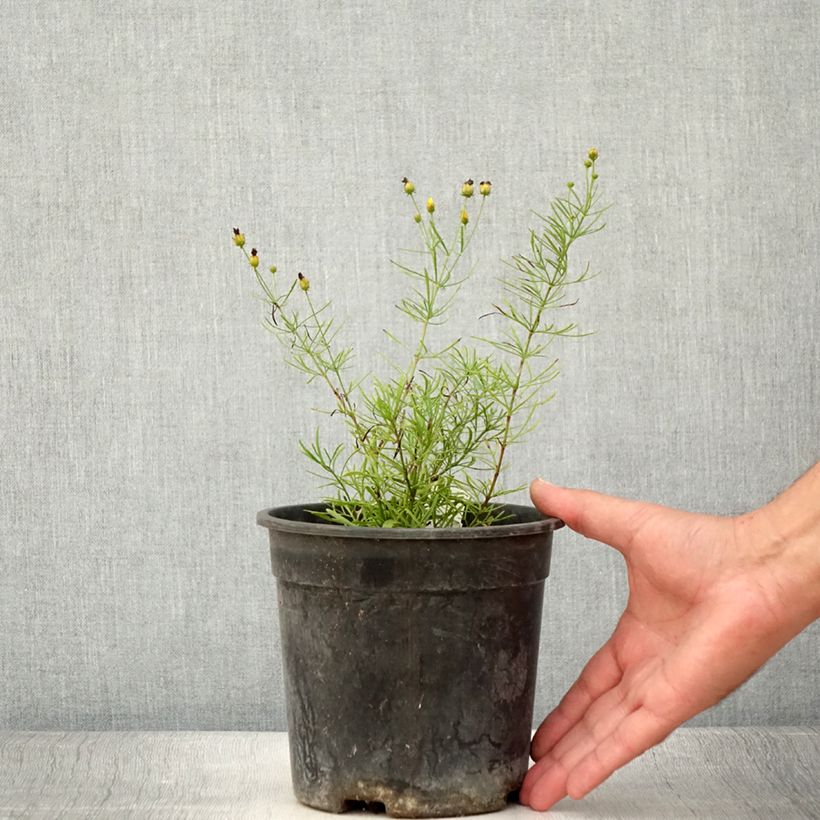 Esemplare di Coreopsis verticillata S&S Sassy Saffron Vaso da 2L/3L consegnato in estate