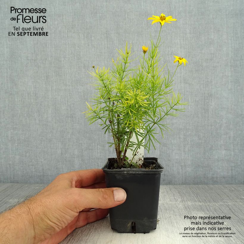 Esemplare di Coreopsis verticillata Zagreb Vasetto da 8/9 cm consegnato in estate