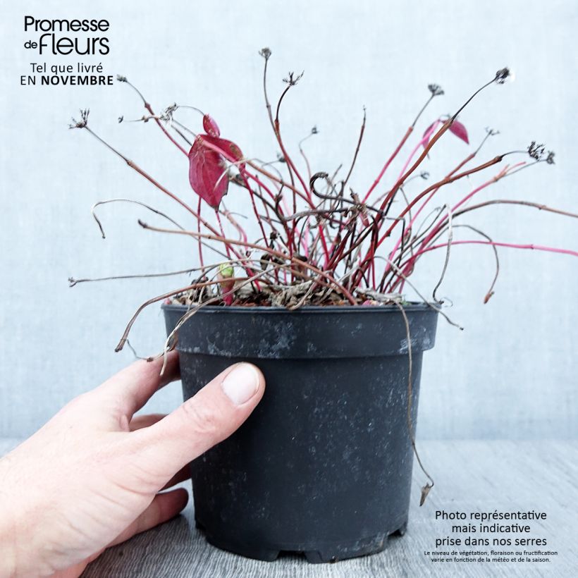 Esemplare di Cornus canadensis Vaso da 2L/3L come consegnato in autunno