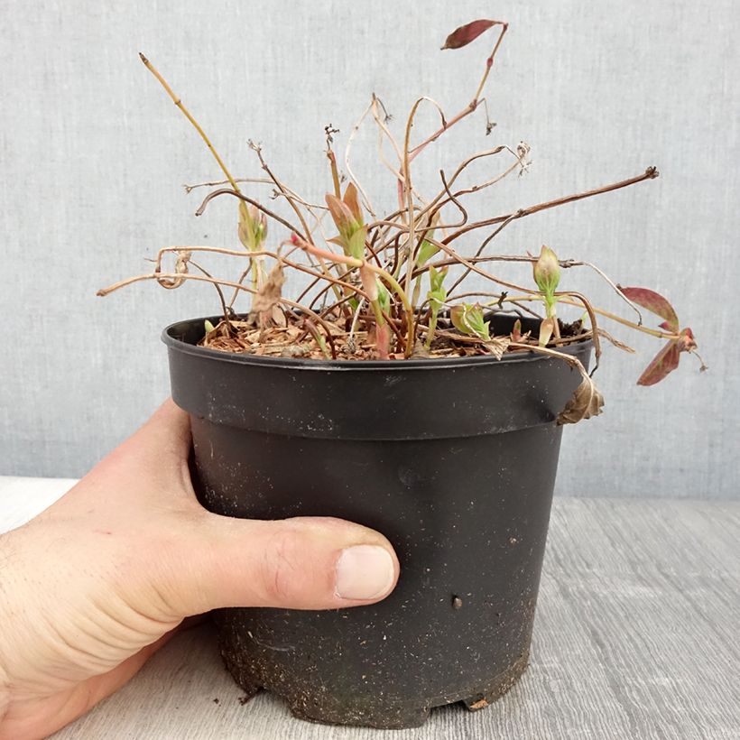 Cornus canadensis Vaso da 2L/3L esemplare consegnato in primavera