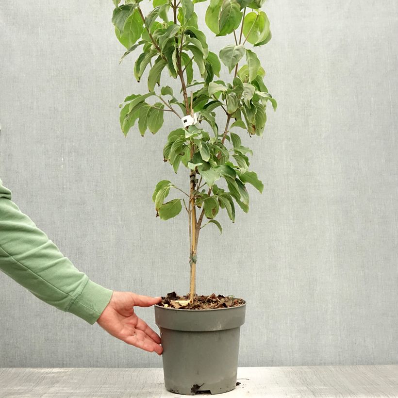 Esemplare di Cornus kousa Schmetterling - Corniolo giapponese Vaso da 4L/5L consegnato in estate