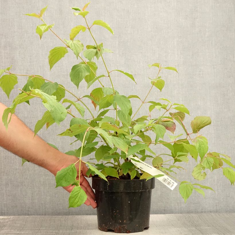 Esemplare di Cornus sanguinea Anny's Winter Orange Vaso da 2L/3L consegnato in estate