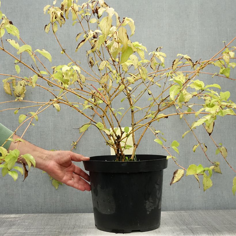 Esemplare di Cornus sanguinea Anny's Winter Orange Vaso da 7,5L/10L consegnato in estate
