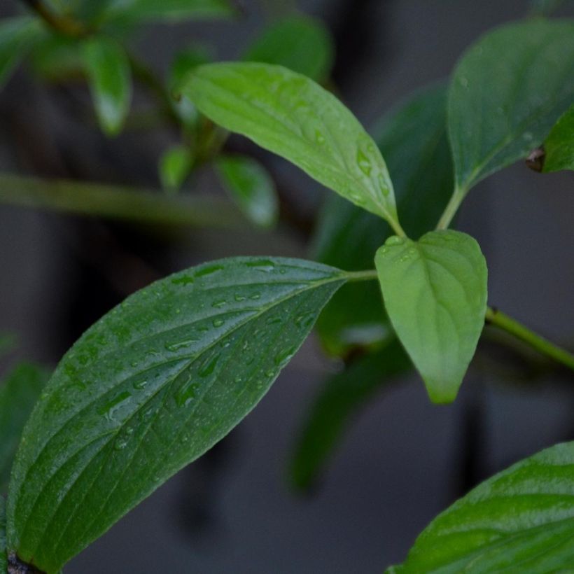 Cornus sericea Kelseyi (Fogliame)