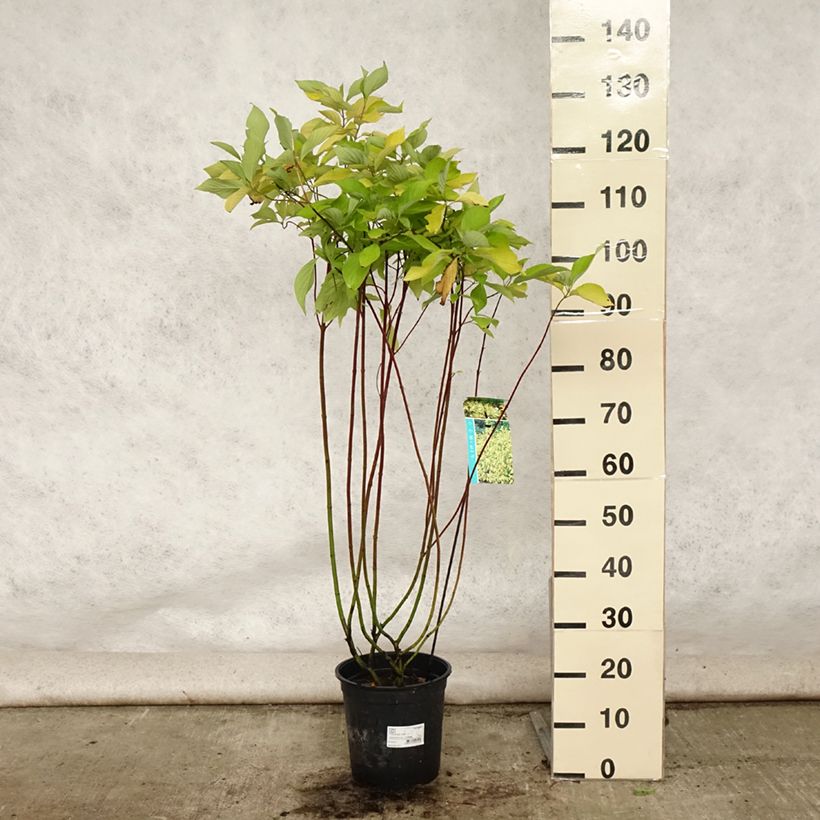 Esemplare di Cornus alba Aurea Vaso da 7,5L/10L consegnato in estate