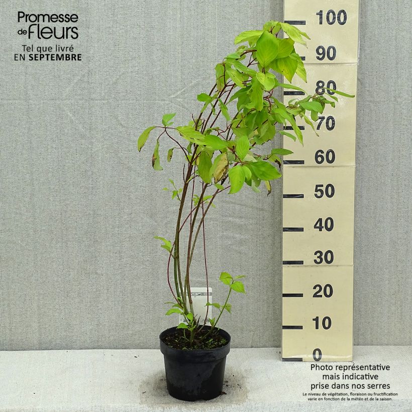 Esemplare di Cornus alba Aurea Vaso da 2L/3L consegnato in estate