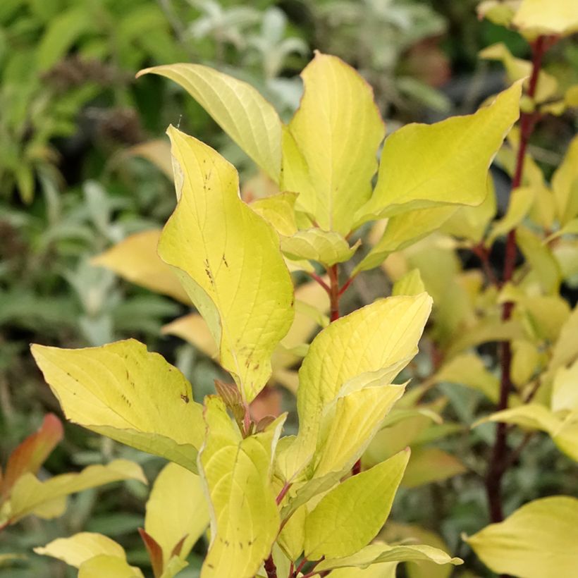 Cornus alba Aurea (Fogliame)