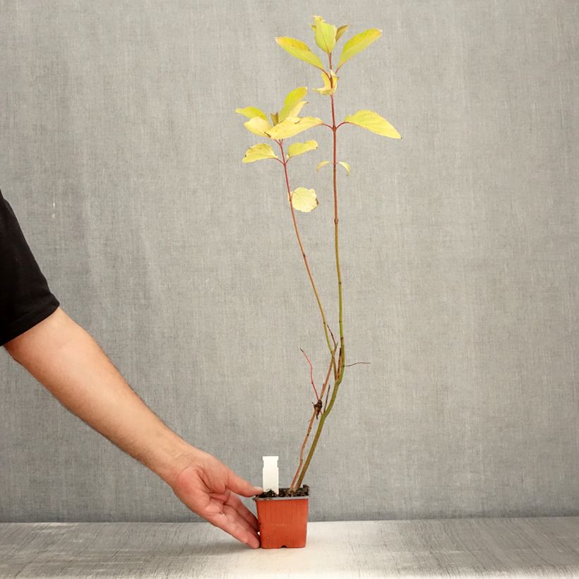Esemplare di Cornus alba Aurea Vasetto da 8/9 cm consegnato in estate