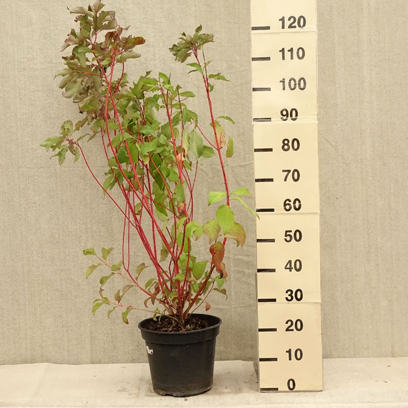 Esemplare di Cornus alba Baton Rouge Vaso da 4L/5L consegnato in estate