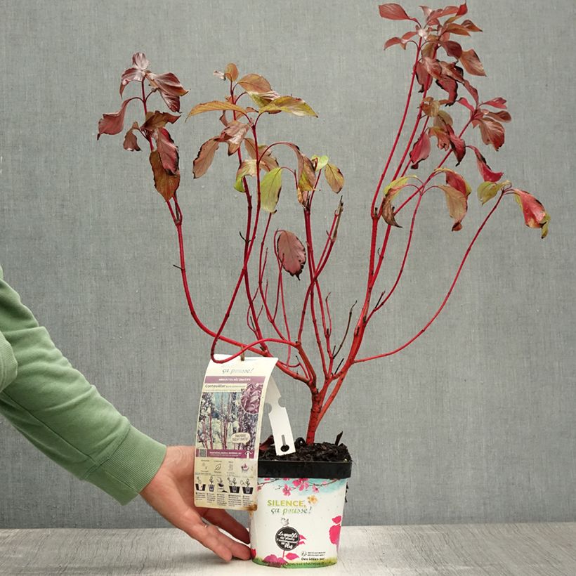 Esemplare di Cornus alba Baton Rouge Vaso da 2L/3L consegnato in estate