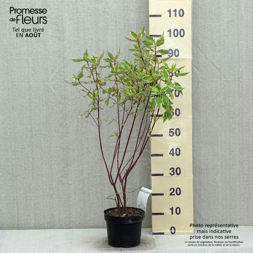 Esemplare di Cornus alba Cream Cracker Vaso da 2L/3L consegnato in estate