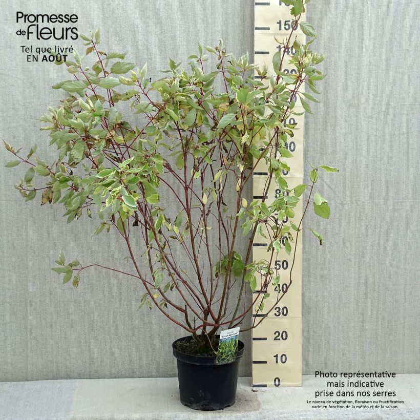 Esemplare di Cornus alba Cream Cracker Vaso da 7,5L/10L consegnato in estate