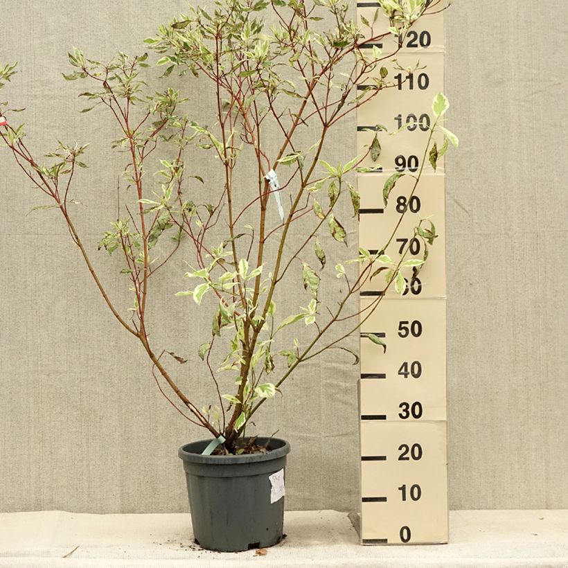 Esemplare di Cornus alba Elegantissima Vaso da 7,5L/10L consegnato in estate
