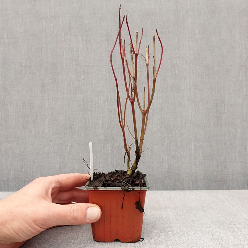 Cornus alba Elegantissima Vasetto da 8/9 cm esemplare consegnato in inverno