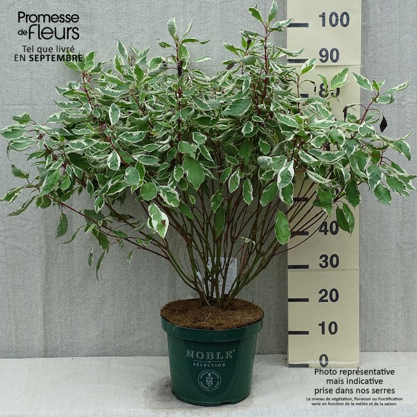 Esemplare di Cornus alba Ivory Halo Vaso da 7,5L/10L consegnato in estate