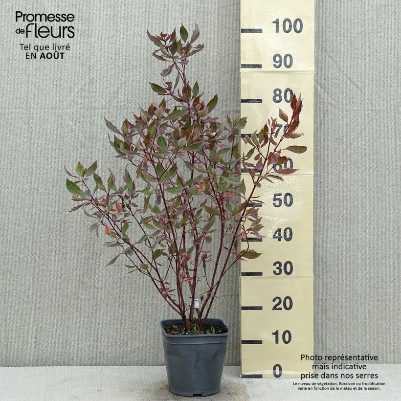 Esemplare di Cornus alba Miracle Vaso da 3L/4L consegnato in estate