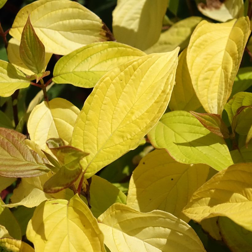 Cornus alba Neon Burst (Fogliame)