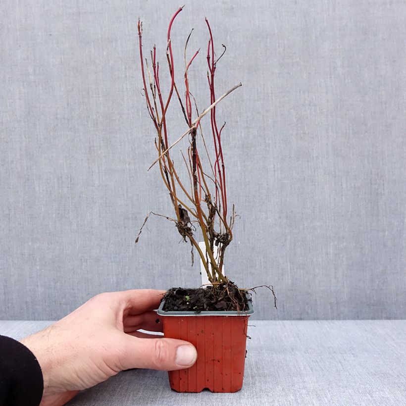 Cornus alba Neon Burst Vasetto da 8/9 cm esemplare consegnato in inverno