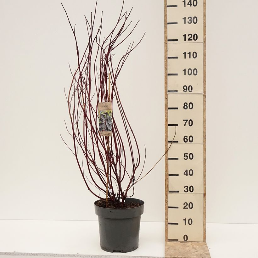 Cornus alba Nightfall Vaso da 12L/15L esemplare consegnato in inverno