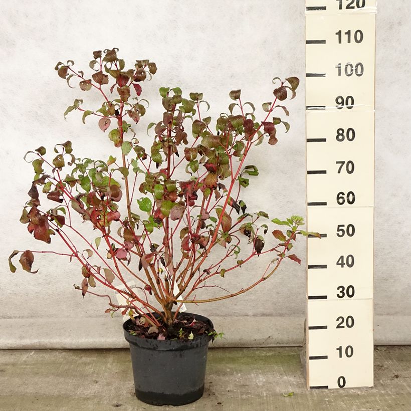 Esemplare di Cornus alba Siberian Pearls Vaso da 7,5L/10L consegnato in estate