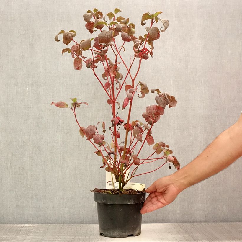 Esemplare di Cornus alba Siberian Pearls Vaso da 3L/4L consegnato in estate