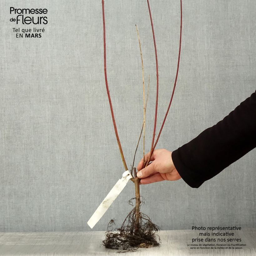 Cornus alba Sibirica Piante piccole a radice nuda esemplare consegnato in primavera