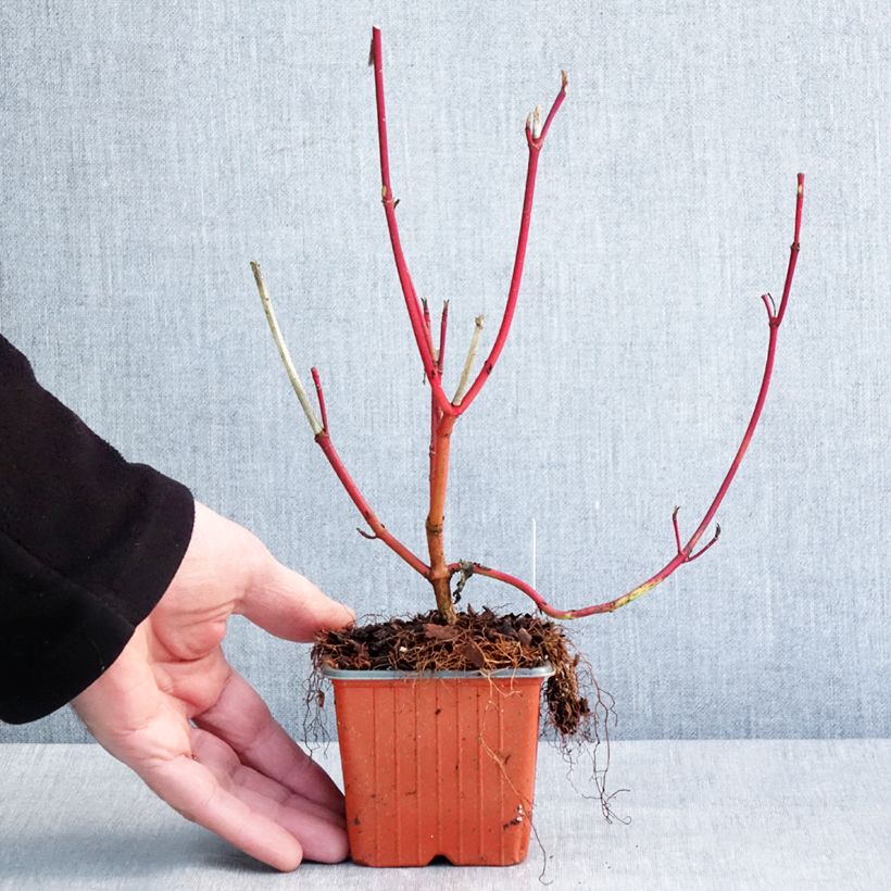 Cornus alba Sibirica Vasetto da 8/9 cm esemplare consegnato in inverno