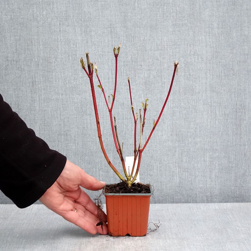 Cornus alba Sibirica Vasetto da 8/9 cm esemplare consegnato in primavera