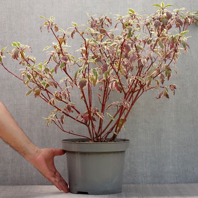 Esemplare di Cornus alba Sibirica Variegata Vaso da 7,5L/10L consegnato in estate