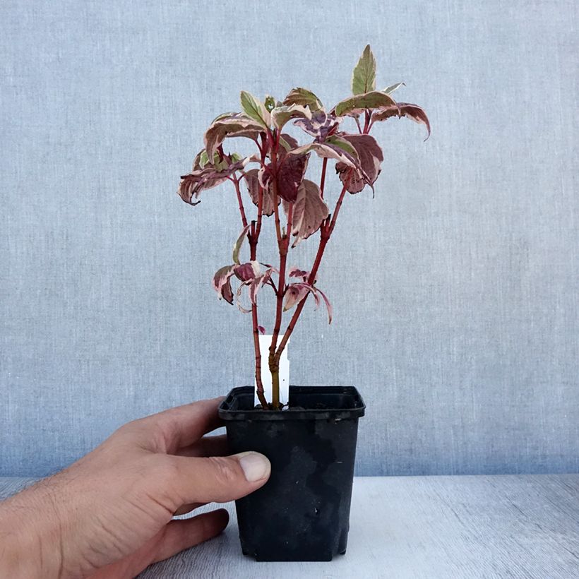 Esemplare di Cornus alba Sibirica Variegata Vasetto da 8/9 cm consegnato in estate