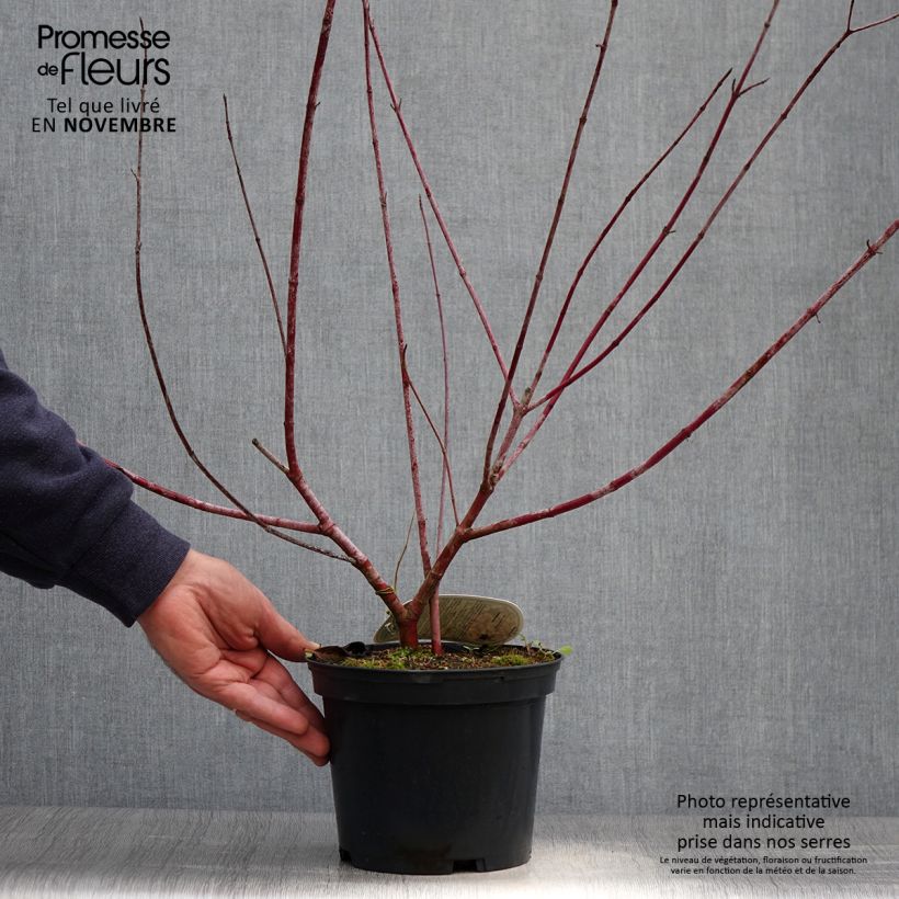 Esemplare di Cornus alba Spaethii Vaso da 4L/5L come consegnato in autunno