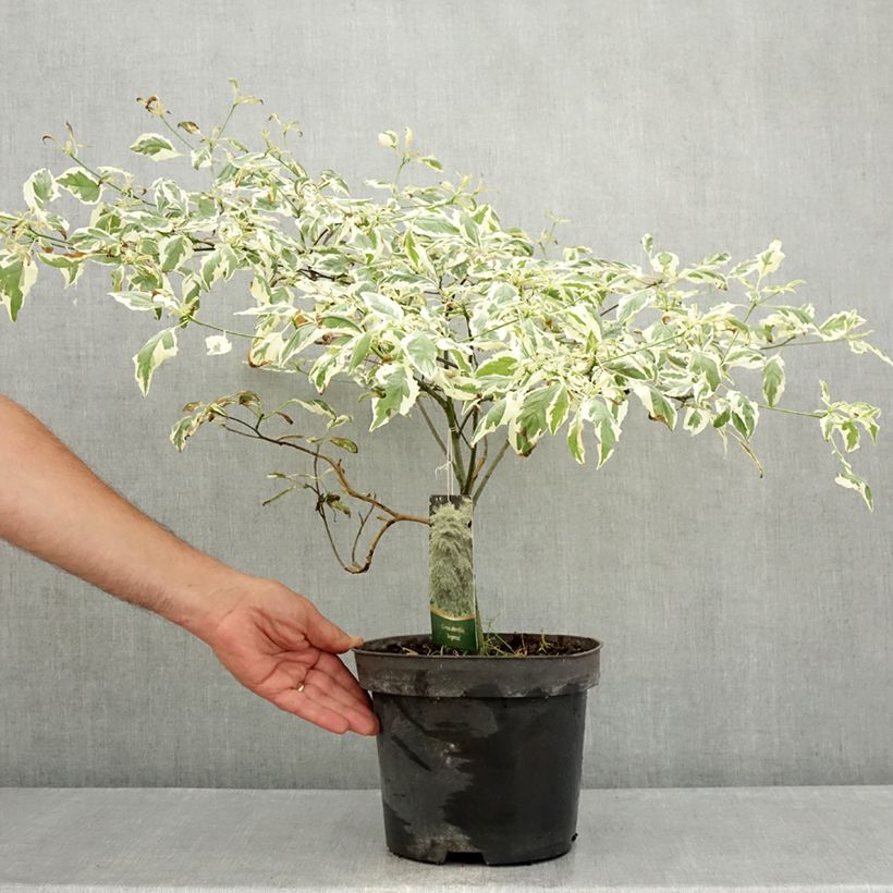 Esemplare di Cornus alternifolia Argentea Vaso da 3L/4L consegnato in estate