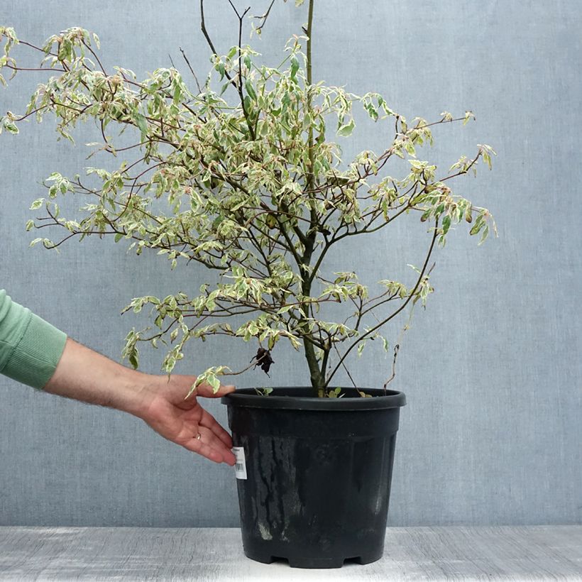 Esemplare di Cornus alternifolia Argentea Vaso da 12L/15L consegnato in estate