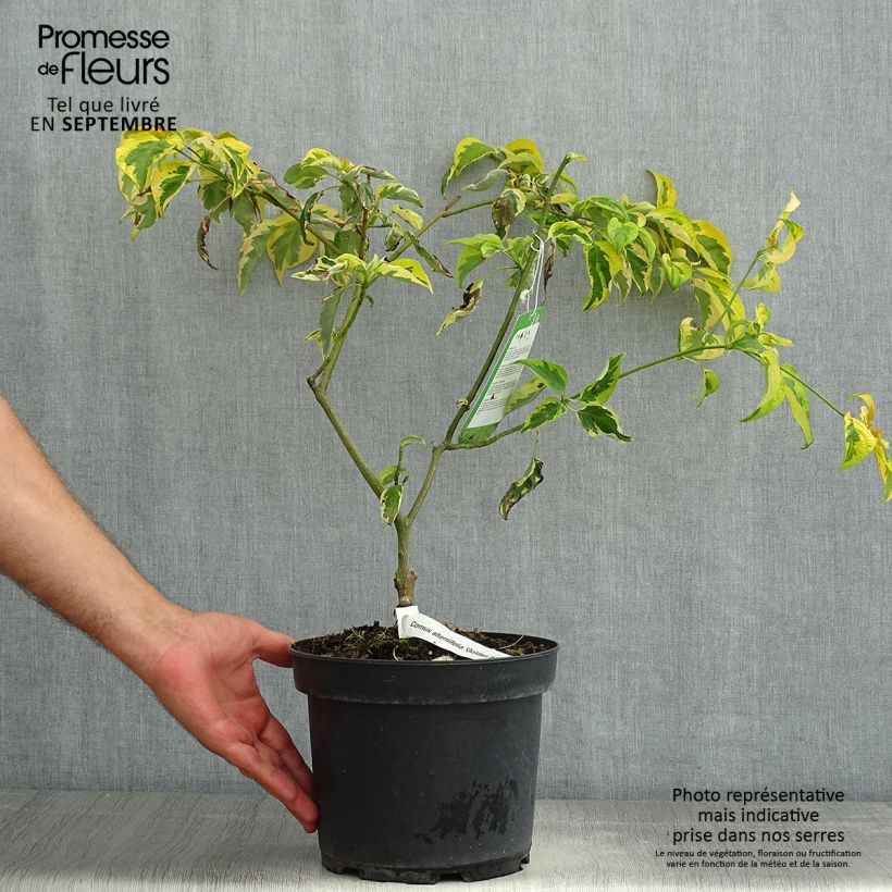 Esemplare di Cornus alternifolia Golden Shadows Vaso da 4L/5L consegnato in estate