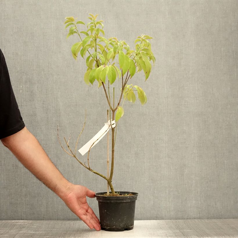 Esemplare di Cornus angustata Empress of China Vaso da 2L/3L consegnato in estate