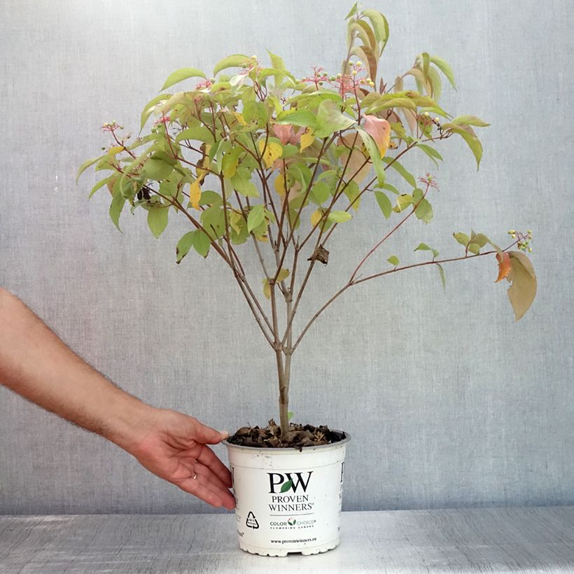 Esemplare di Cornus asperifolia var. drummondii Sunshiny Drops Vaso da 2L/3L consegnato in estate