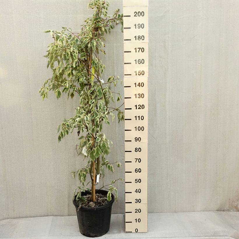 Esemplare di Cornus controversa Variegata Vaso da 30L/35L come consegnato in autunno